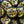 Shaker Halloween Button