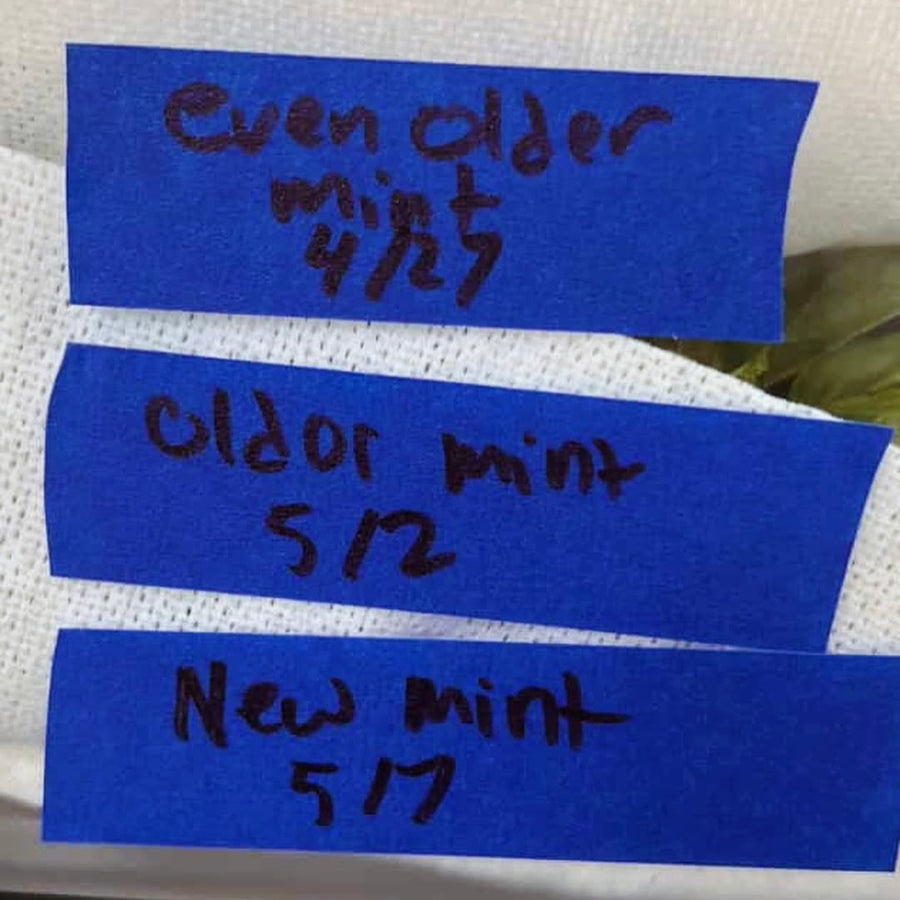 Blue Tape (Single Roll at 1" x 55 Yards)